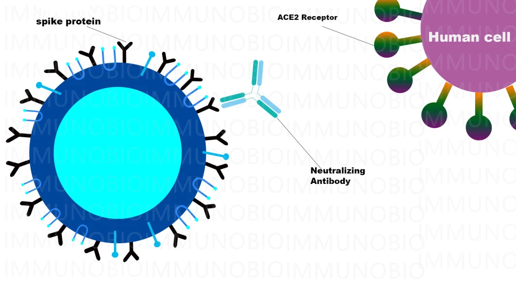 Rapid Coil Neutralizing Ab Test Kit Neutralizing Antibodies Test Antibody Rapid Test
